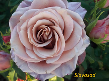 Magic Silver (Меджик Сільвер) (Мультифлора)